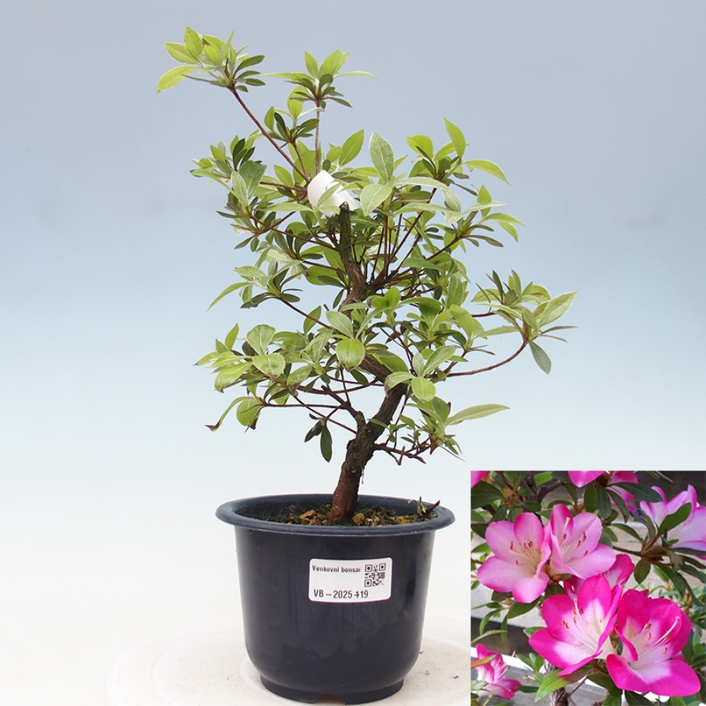 Bonsai im Freien - Japanische Azalee - Azalea Reiko
