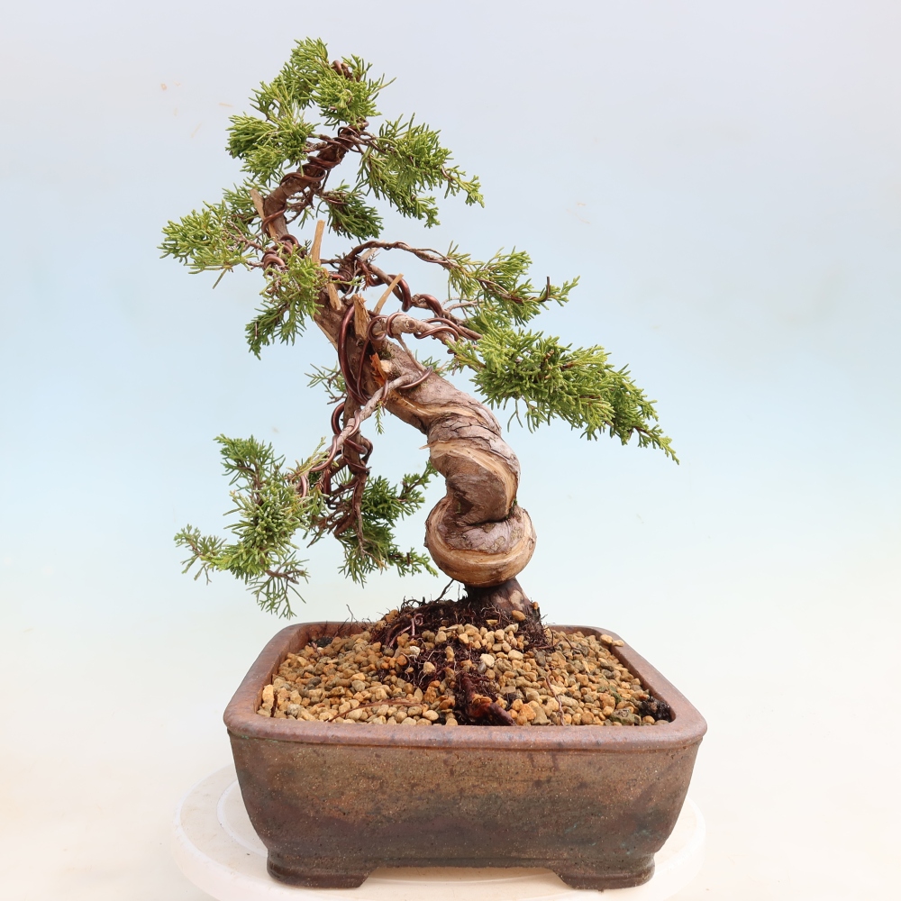 Bonsai für draußen - Juniperus chinensis Itoigawa-Juniperus chinensis