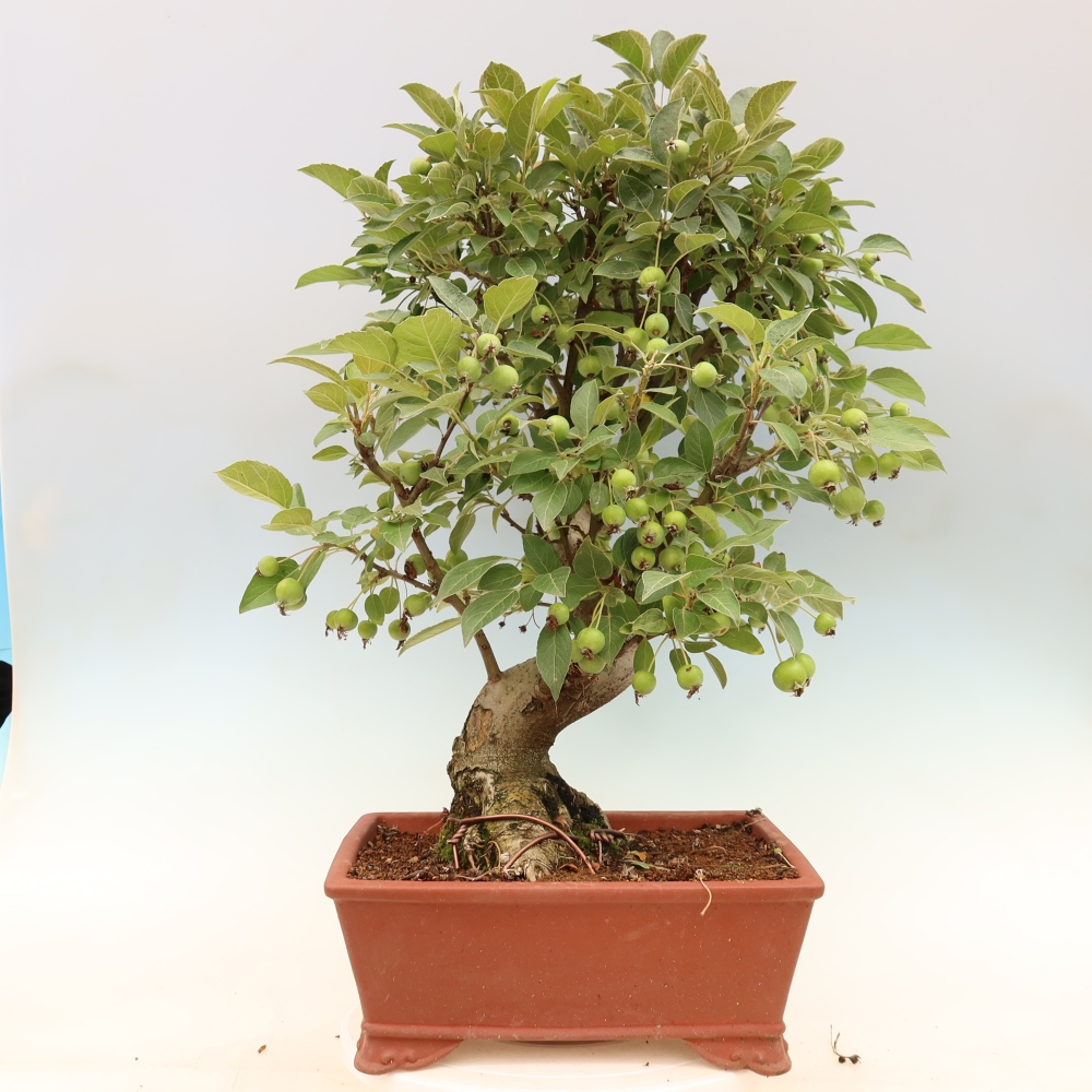 Outdoor-Bonsai -Malus halliana - Kleinfrüchtiger Apfelbaum