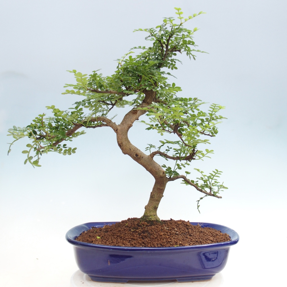 Zimmer Bonsai - Zantoxylum piperitum - Pfefferbaum