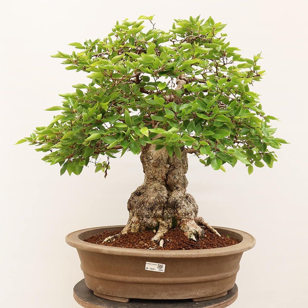 Bonsai im Freien - Carpinus Coreana - Koreanische Hainbuche