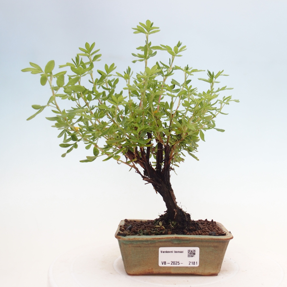 Outdoor-Bonsai-Fingerkraut - Potentila fruticosa gelber Vogel