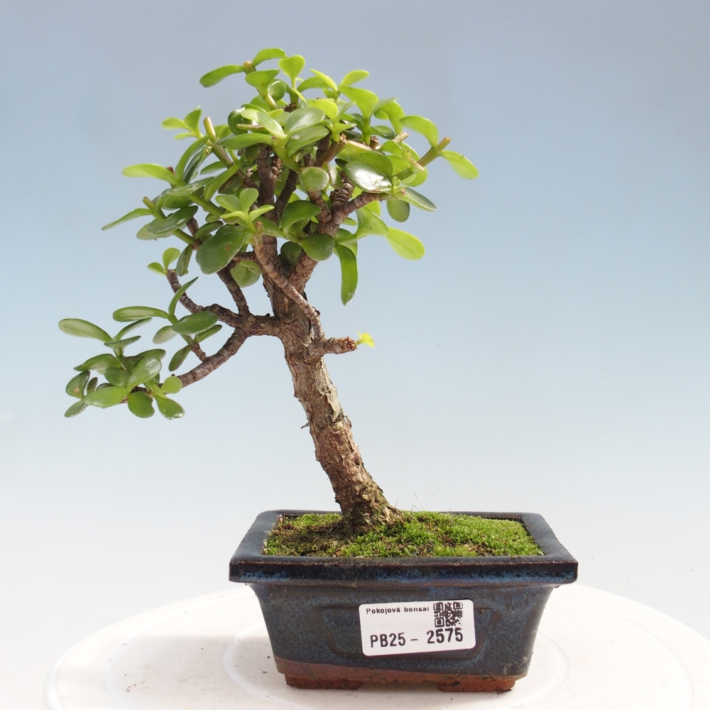 Zimmerbonsai - Portulakaria Afra - Tlustice
