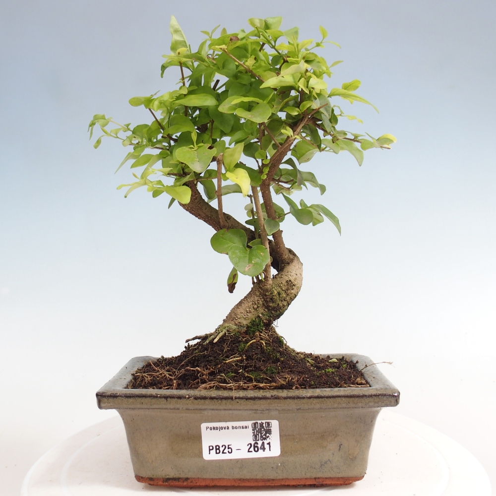 Zimmerbonsai - Ligustrum chinensis - Vogelperspektive