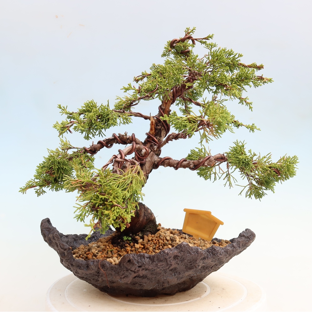 Bonsai für draußen - Juniperus chinensis Itoigawa-Juniperus chinensis