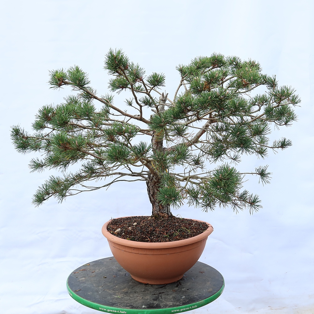 Pinus sylvestris Spanien – Waldkiefer