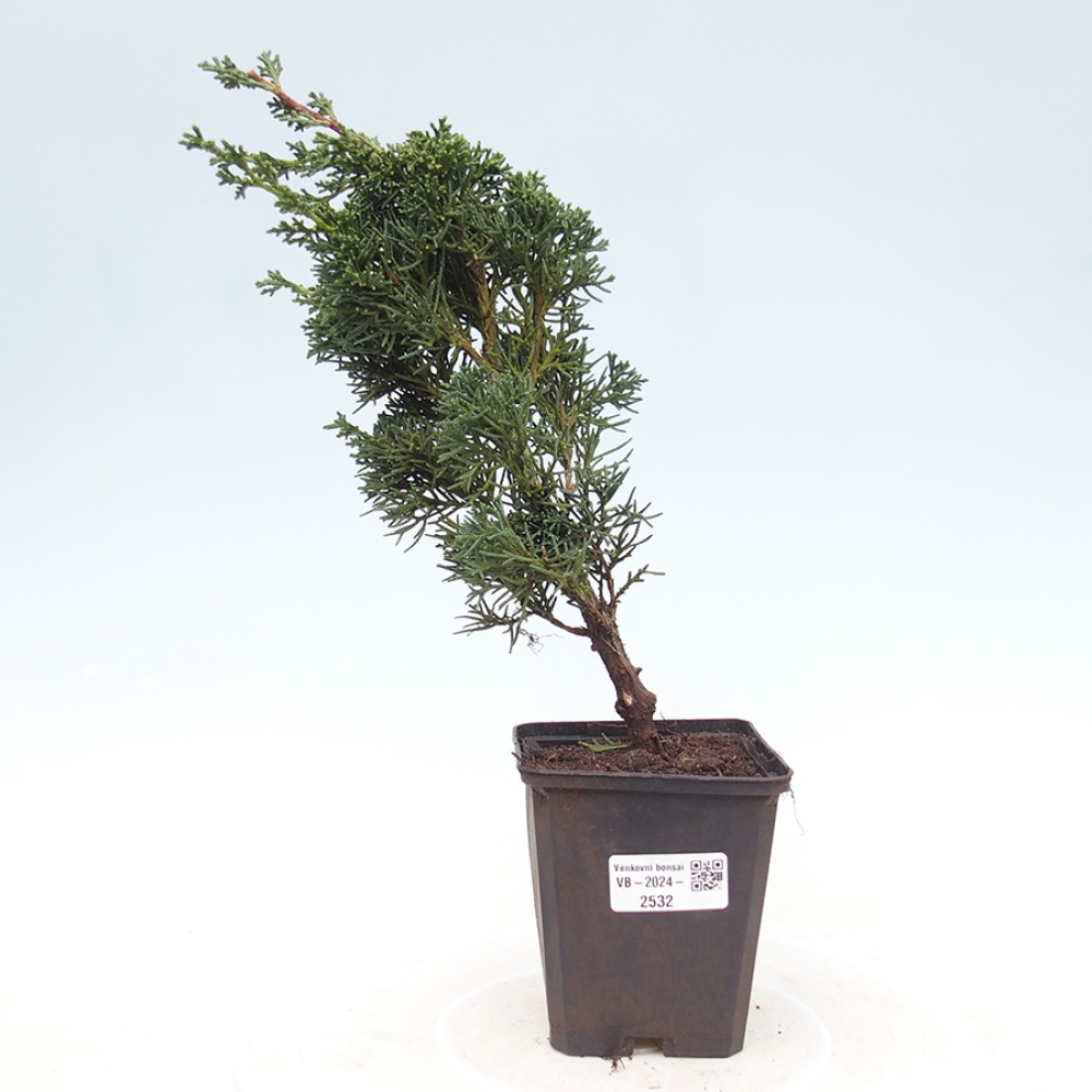 Outdoor-Bonsai - Juniperus chinensis Kishu - Chinesischer Wacholder