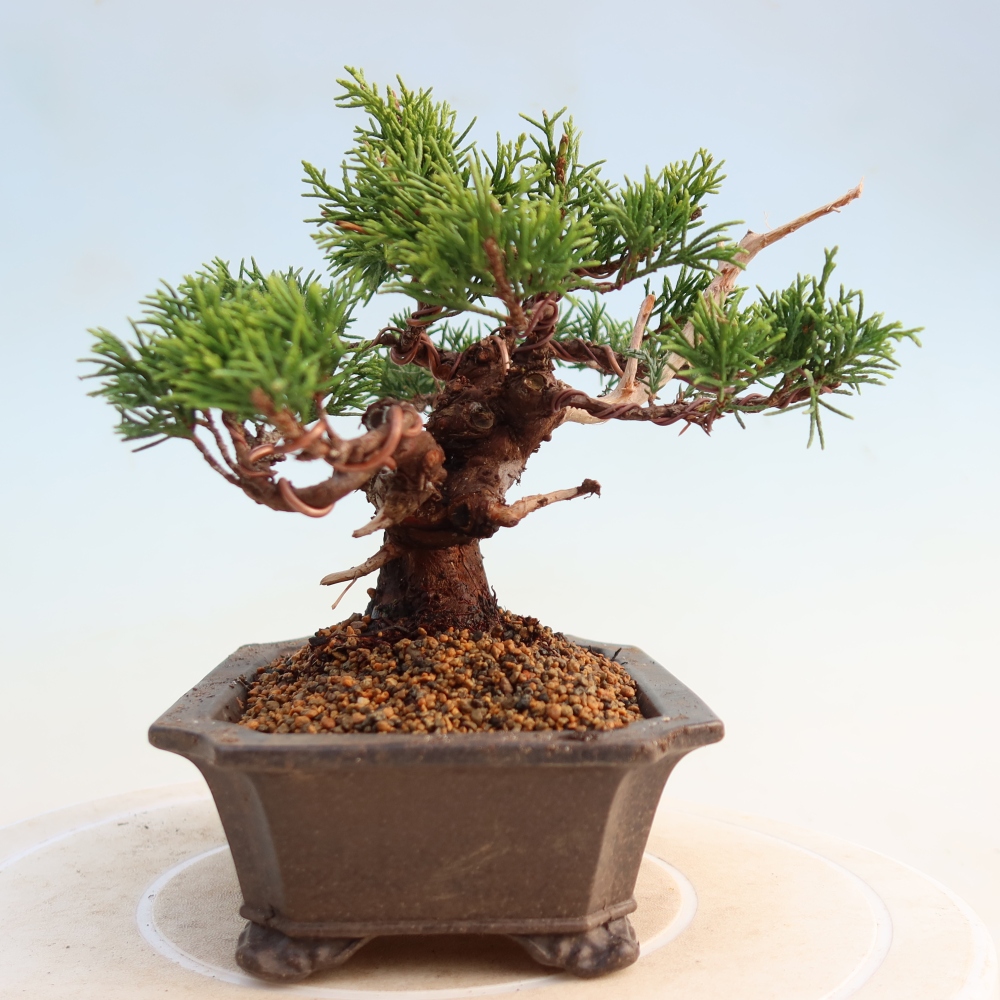 Outdoor bonsai - Juniperus chinensis Itoigawa - Chinese juniper