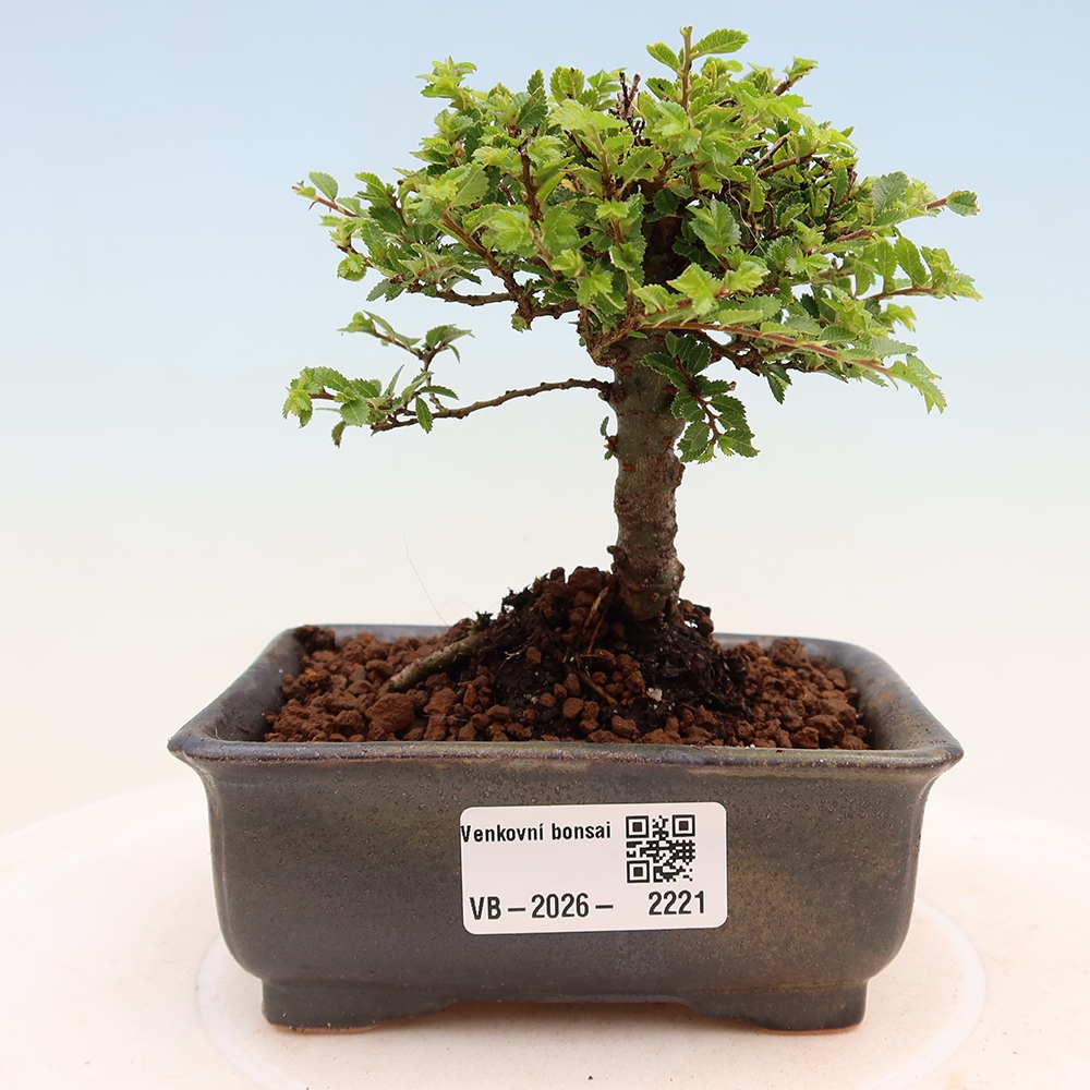 Bonsai für draußen - Ulmus parvifolia Sagei - Kleinblättrige Ulme