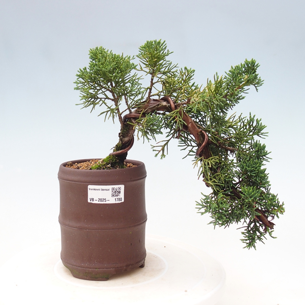 Bonsai im Freien - Juniperus chinensis Kishu - Chinesischer Wacholder