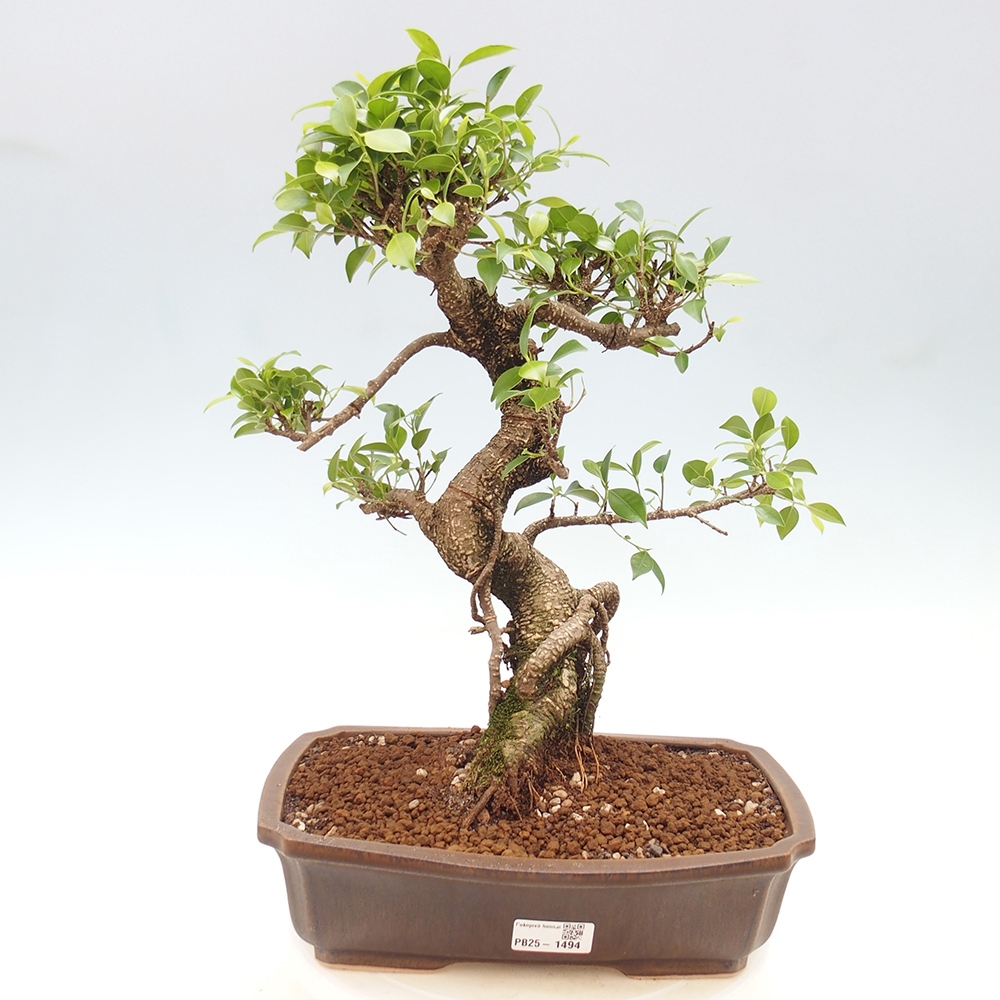Zimmerbonsai - Ficus kimmen - kleinblättriger Ficus