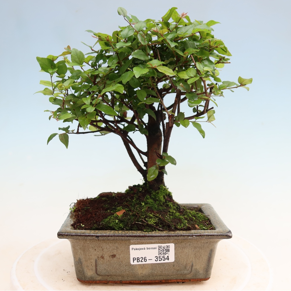 Zimmer Bonsai - Sageretia thea - Sageretia thea