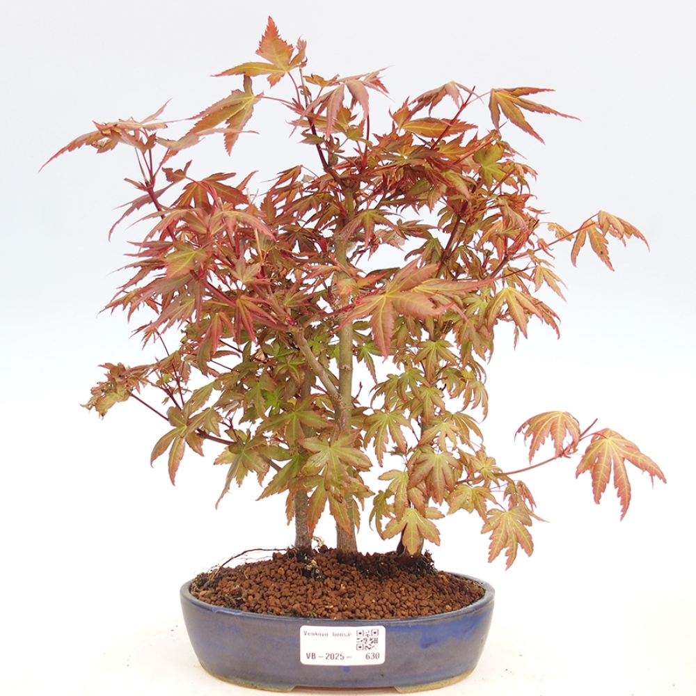 Bonsai im Freien - Acer palmatum - Auburn Ahorn