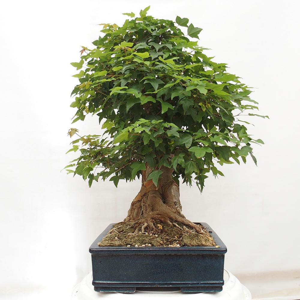 Bonsai im Freien - Ahorn Buergerianum - Burger Maple