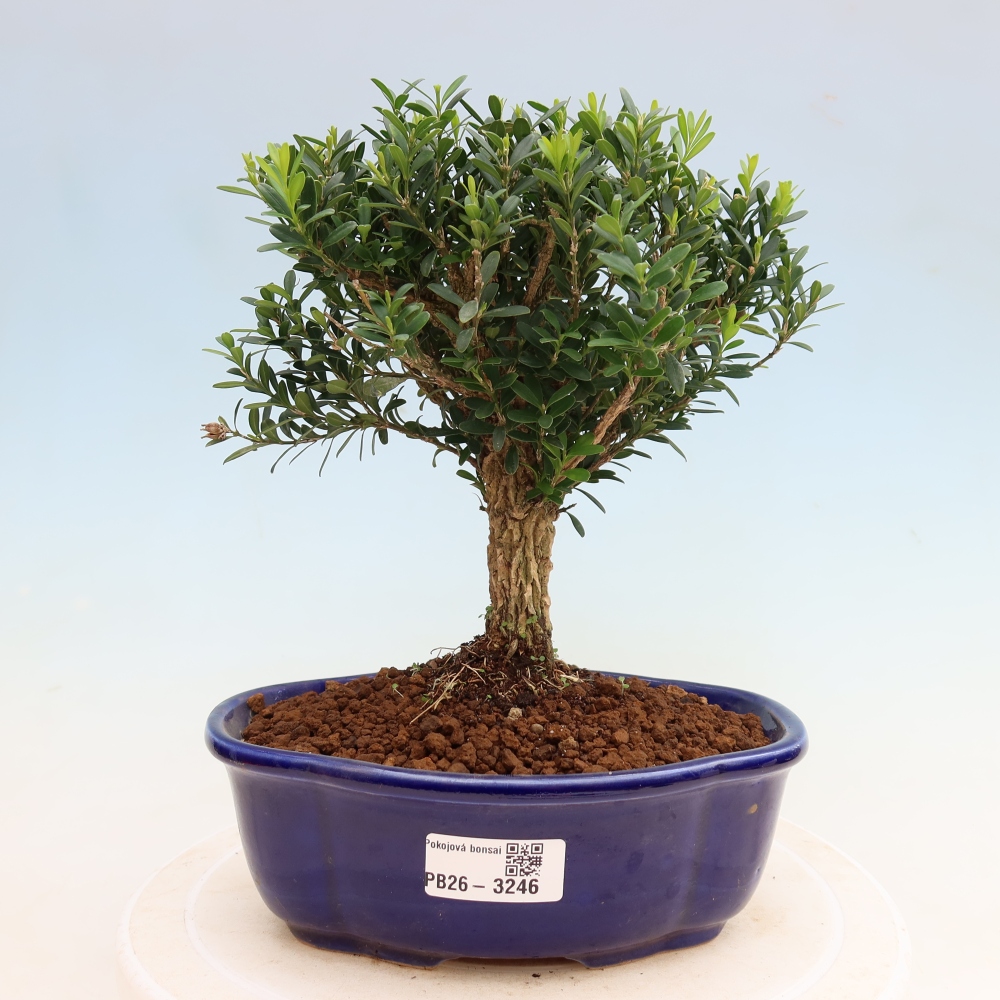 Zimmer Bonsai - Buxus harlandii - Korkbuxus