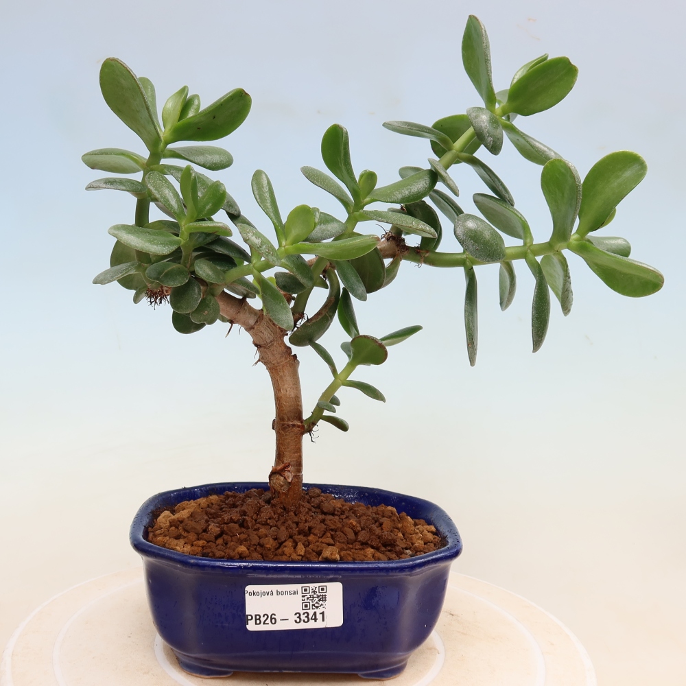 Zimmerbonsai – Eiförmige Dickblattpflanze – Crassula ovata