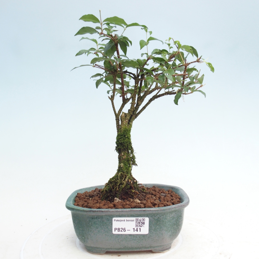 Zimmer Bonsai - Malpighia coccigera- Barbdor Kirsche