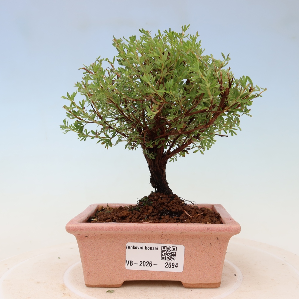 Bonsai für den Außenbereich – Strauch-Fingerkraut – Potentilla fruticosa „Goldkissen“
