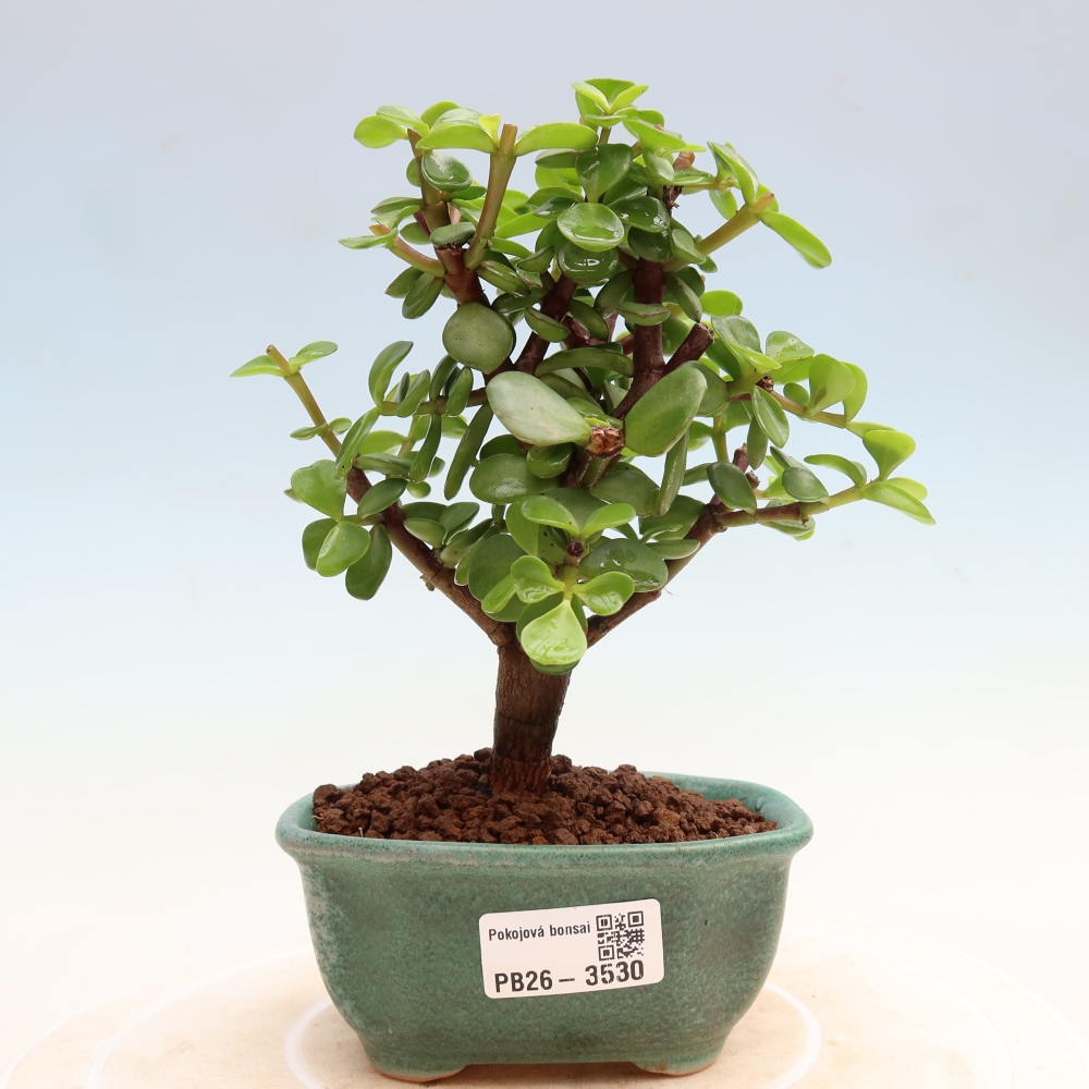 Zimmer Bonsai - Portulakaria Afra - Tlustice