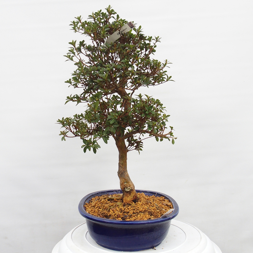 Bonsai für draußen - Japanische Azalee - Azalee Hanatsuzuri