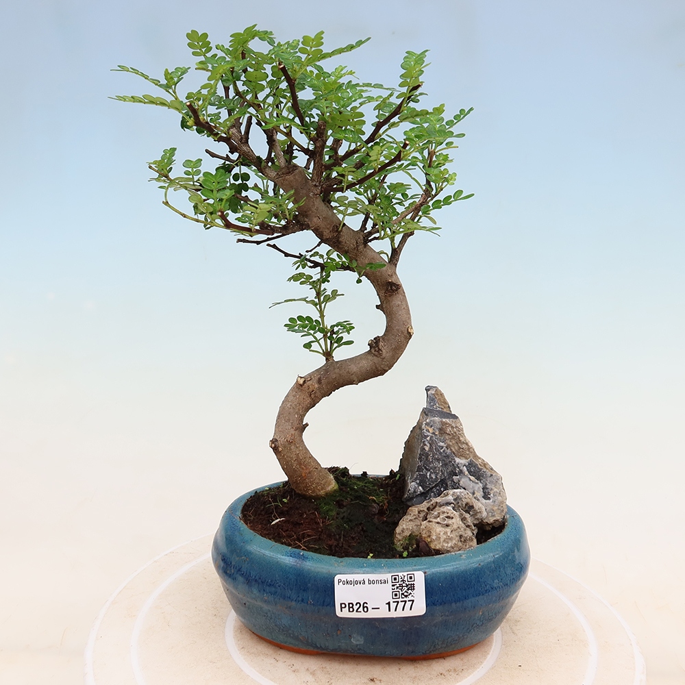Zimmer Bonsai - Zantoxylum piperitum - Pfefferbaum