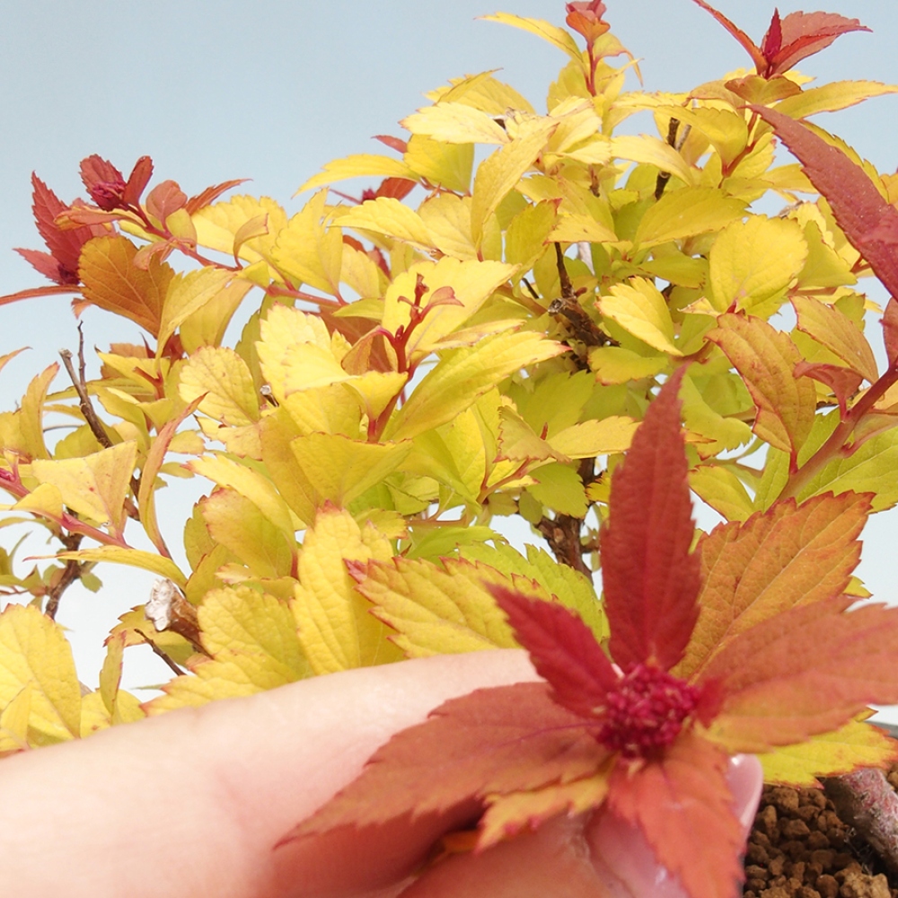 Bonsai im Freien - Spirae Aurea