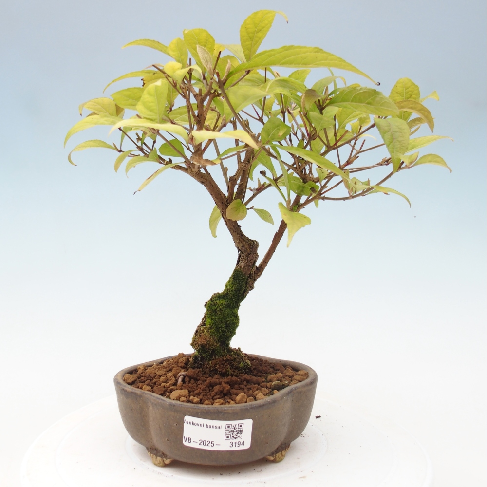 Bonsai im Freien - wunderschöne Pflanze - Callicarpa japonica