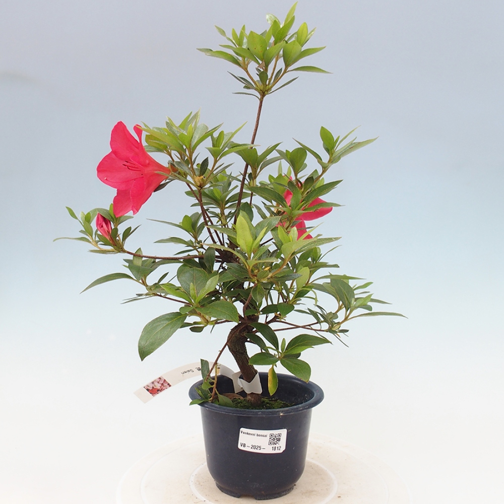 Bonsai im Freien - Japanische Azalee - Azalea Saien