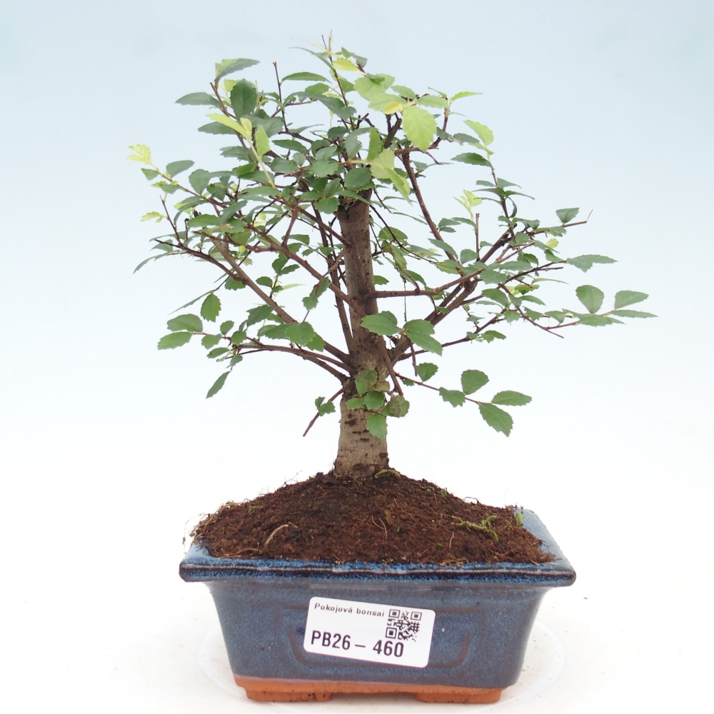 Zimmerbonsai - Ulmus parvifolia - Kleinblättrige Ulme
