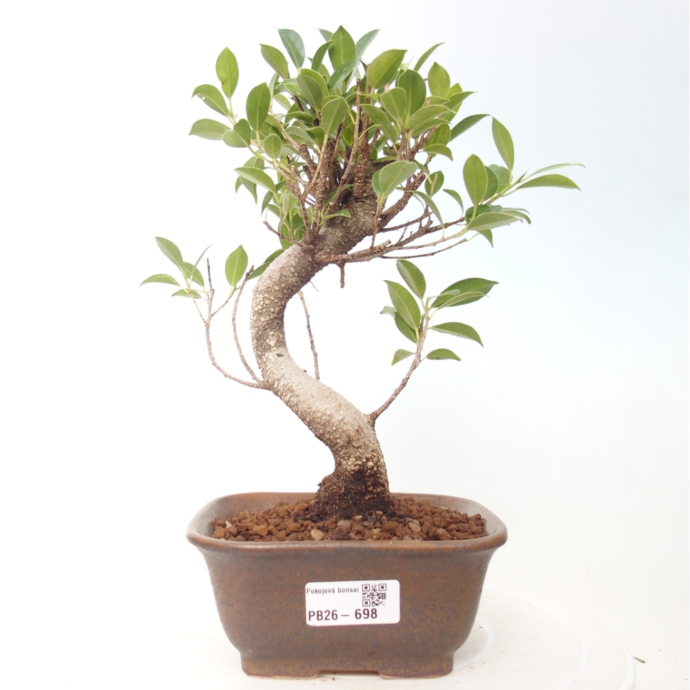 Zimmerbonsai - Ficus retusa - Kleinblättriger Ficus