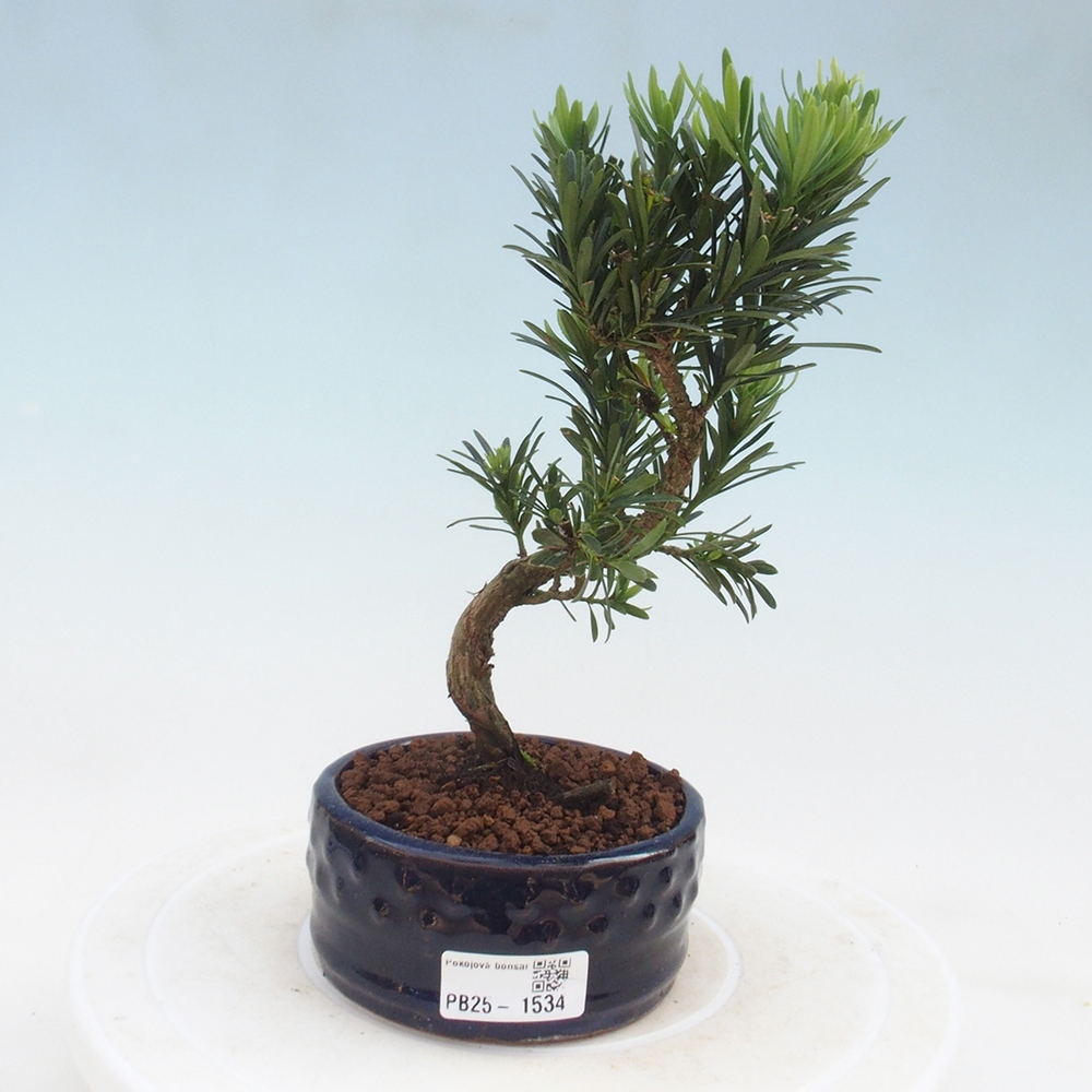 Indoor-Bonsai - Podocarpus - Stein tausend