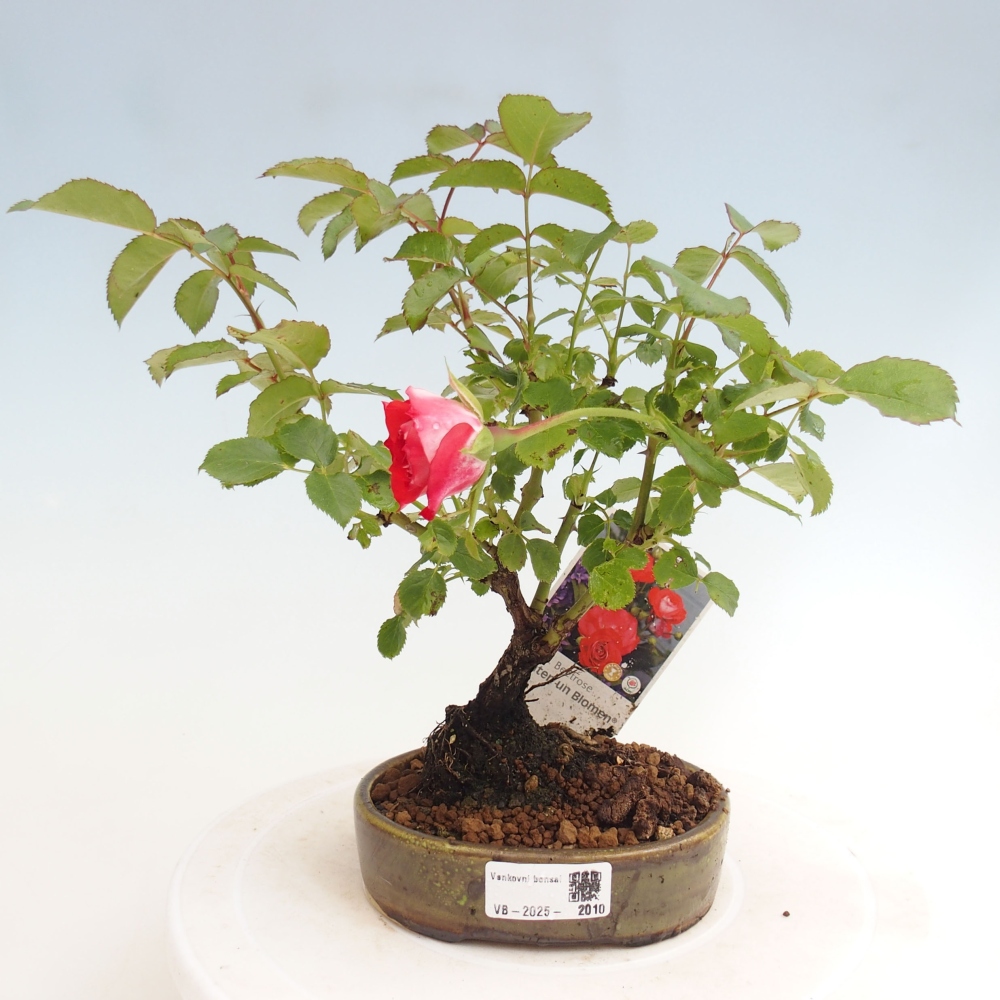 Freilandbonsai - Rosa Kordes -  Rose