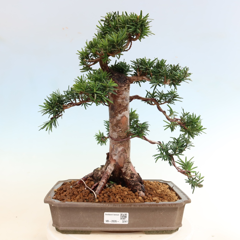 Bonsai für draußen - Taxus cuspidata - Japanische Eibe