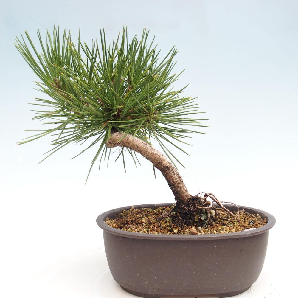 Bonsai im Freien - Pinus thunbergii - Thunbergia-Kiefer