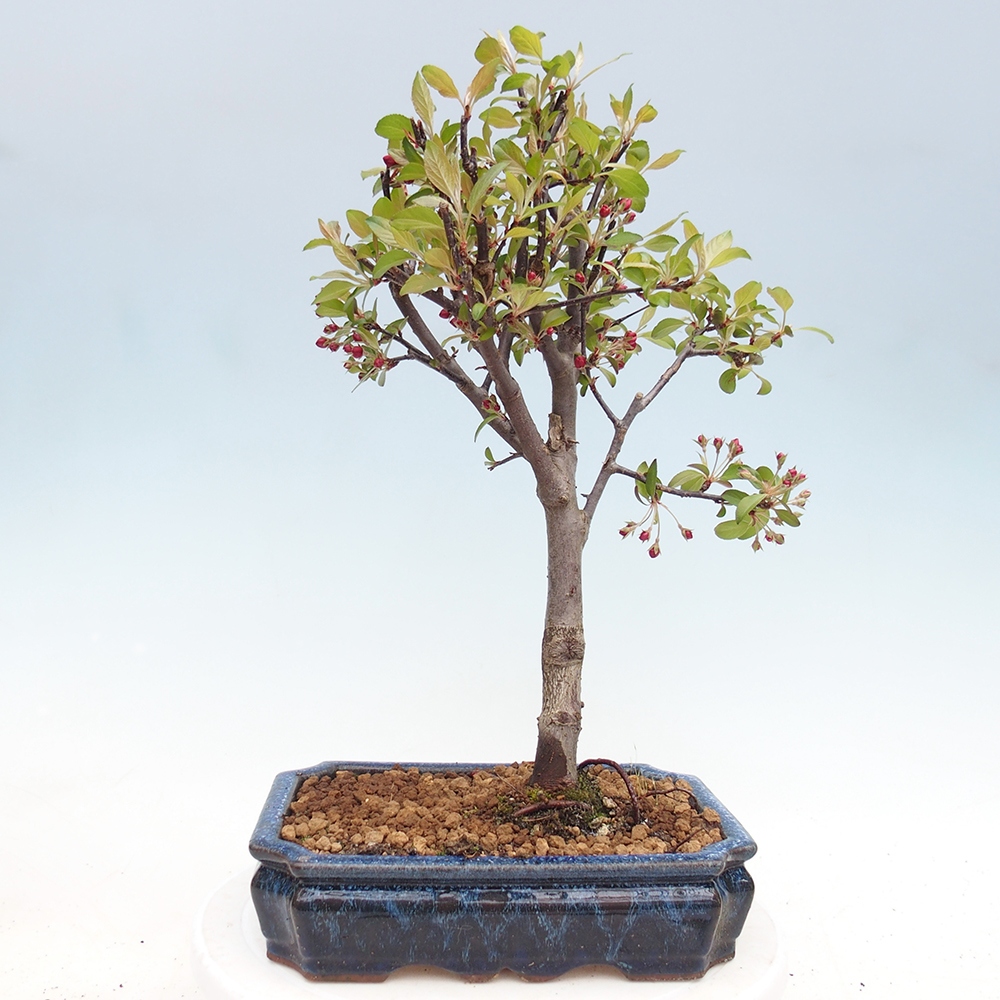 Outdoor-Bonsai -Malus domestica - Kleinfrüchtiger rotblättriger Apfelbaum