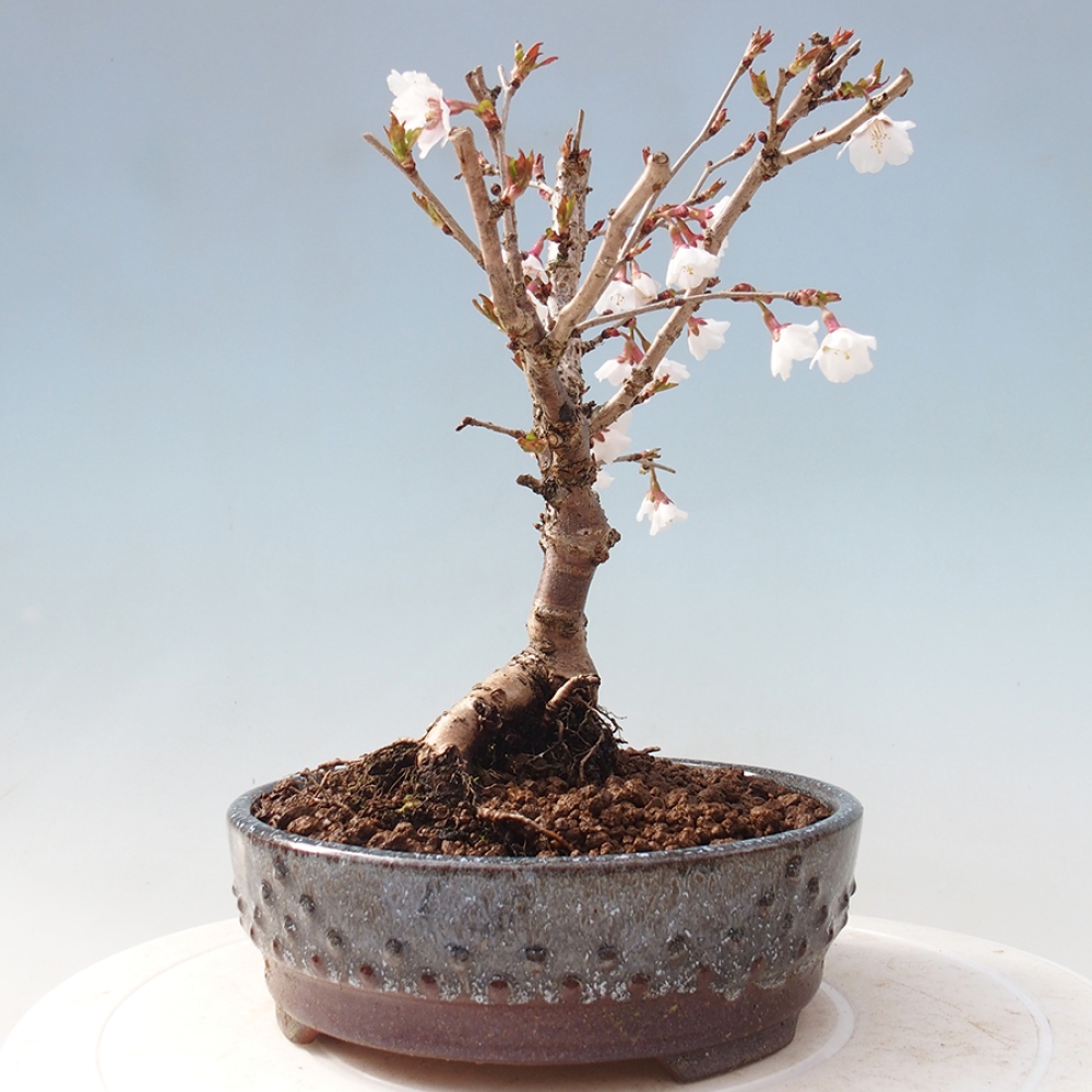 Bonsai im Freien - Prunus incisa Kojou-no mai-Pflaume geschnitten