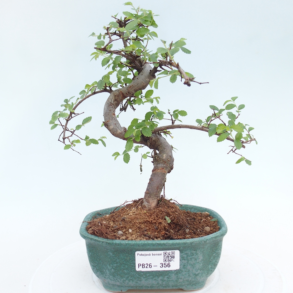 Zimmerbonsai - Ulmus parvifolia - Kleinblättrige Ulme