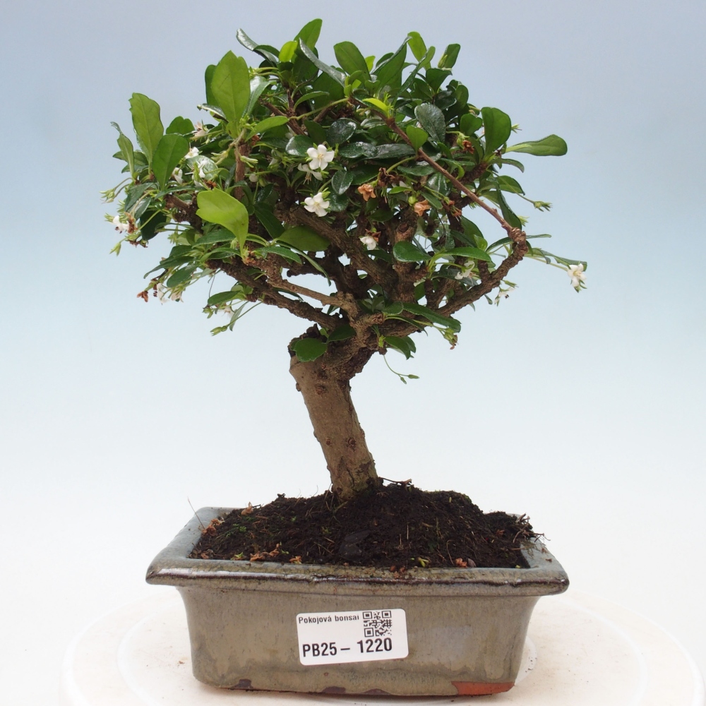 Zimmerbonsai - Carmona Macrophylla - Fuki-Tee