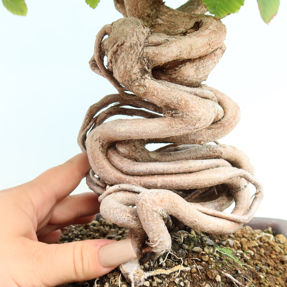 Bonsai für draußen -Carpinus CARPINOIDES - Koreanische Hainbuche