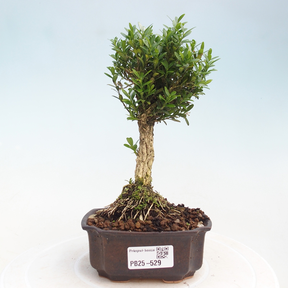 Zimmerbonsai - Buxus harlandii - Korkbuchsbaum
