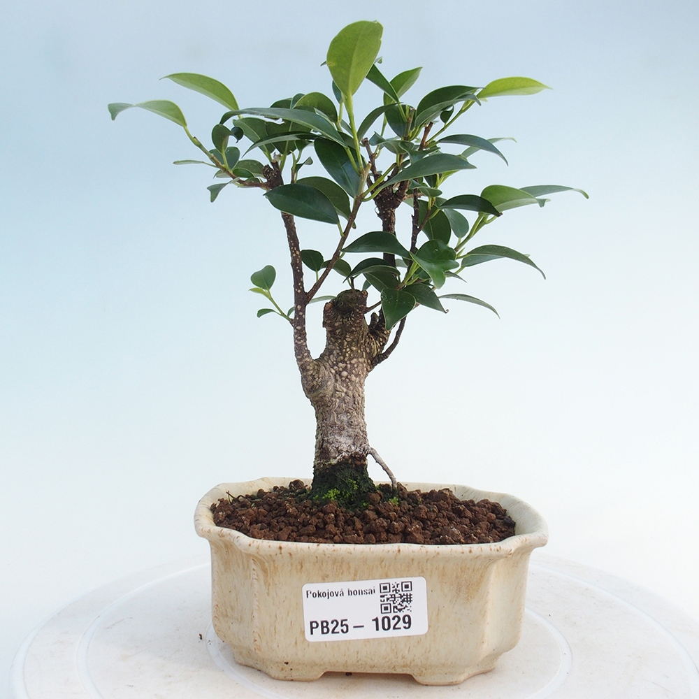 Zimmerbonsai - Kleinblättriger Ficus - Ficus kimmen