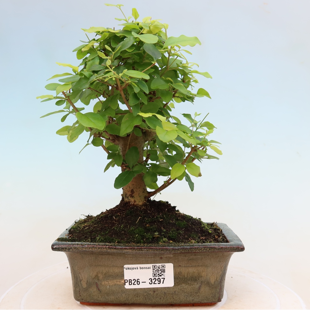 Zimmer Bonsai -Ligustrum chinensis - Vogelschnabel