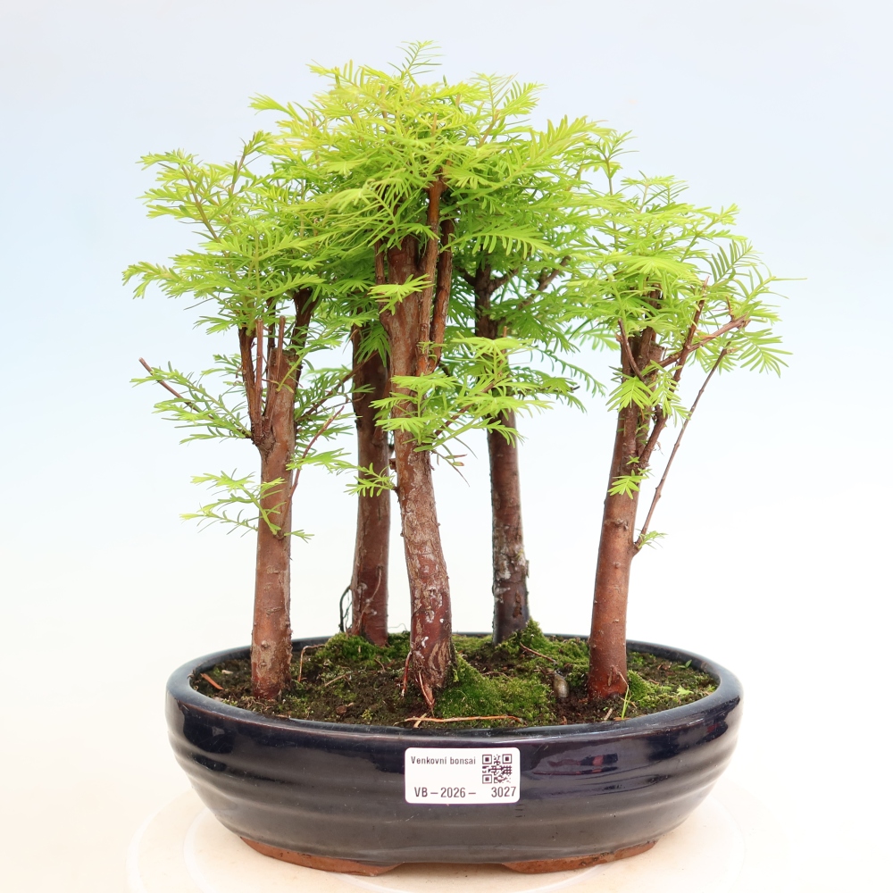 Bonsai für den Außenbereich – Metasequoia glyptostroboides – Chinesische Metasequoia – Wäldchen