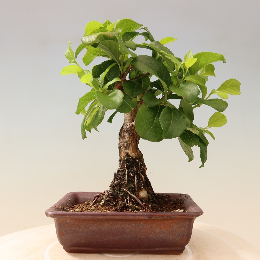 Bonsai für draußen - Celastrus orbiculatus
