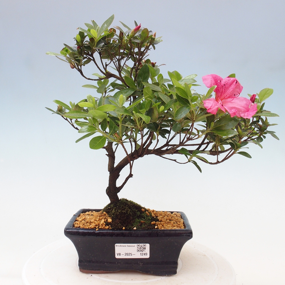 Bonsai im Freien - Japanische Azalee - Azalea sp.