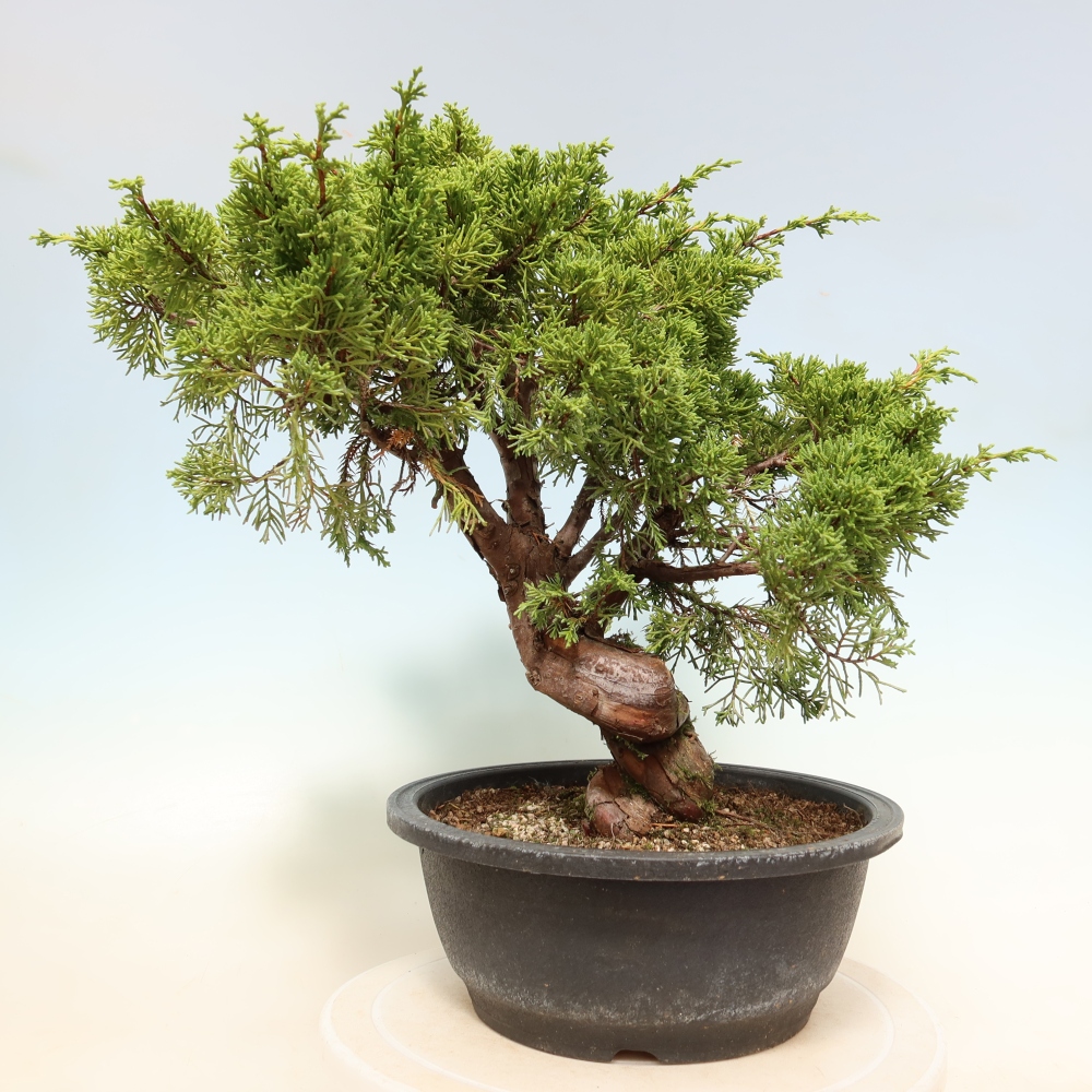 Bonsai für draußen - Juniperus chinensis Itoigawa-Juniperus chinensis