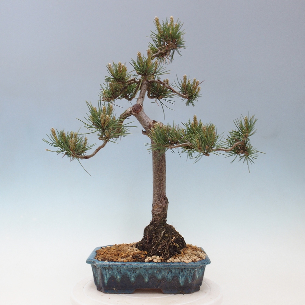 Bonsai im Freien - Pinus Sylvestris - Waldkiefer