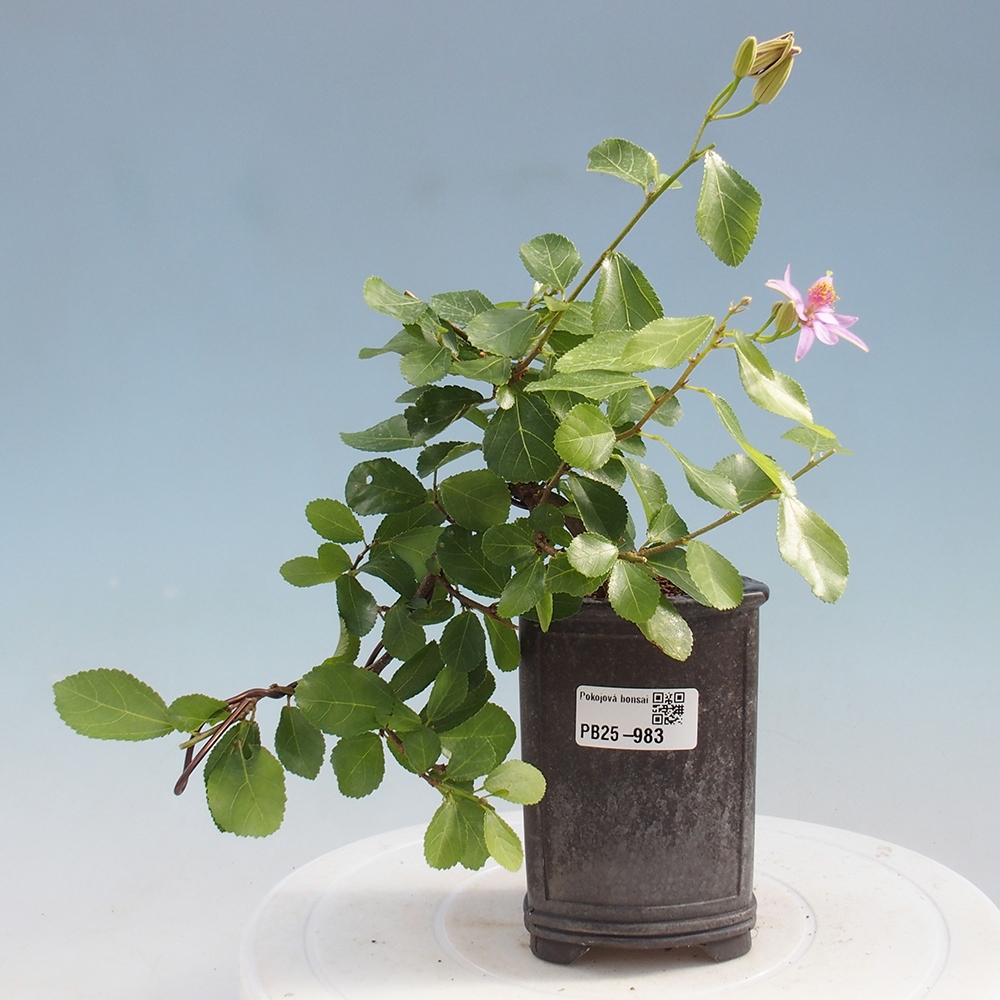 Zimmerbonsai - Grewia occidentalis - Lavendelstern