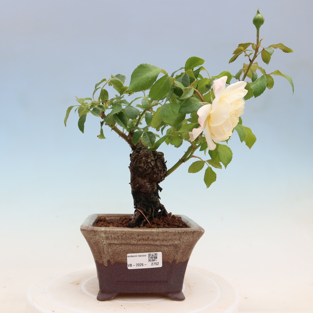 Bonsai für draußen - Rosa Kordes - Rose