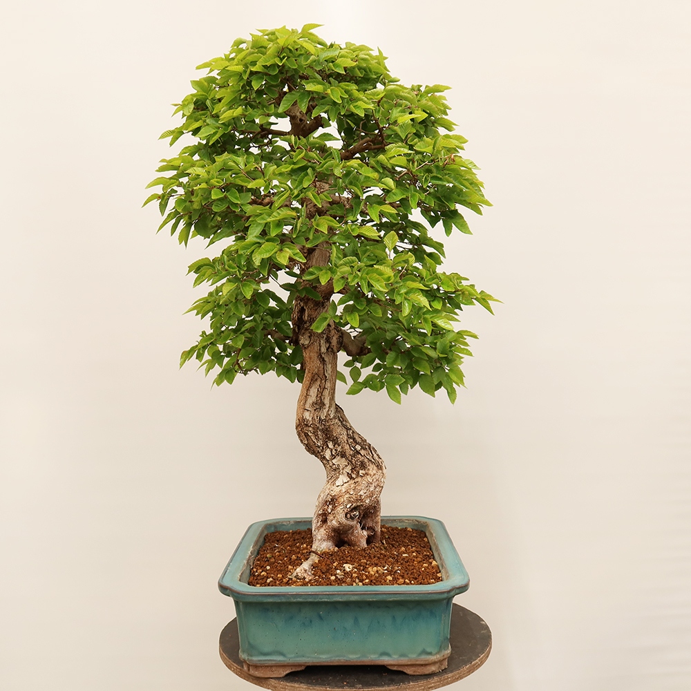 Bonsai im Freien - Carpinus Coreana - Koreanische Hainbuche